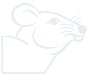 Tikus